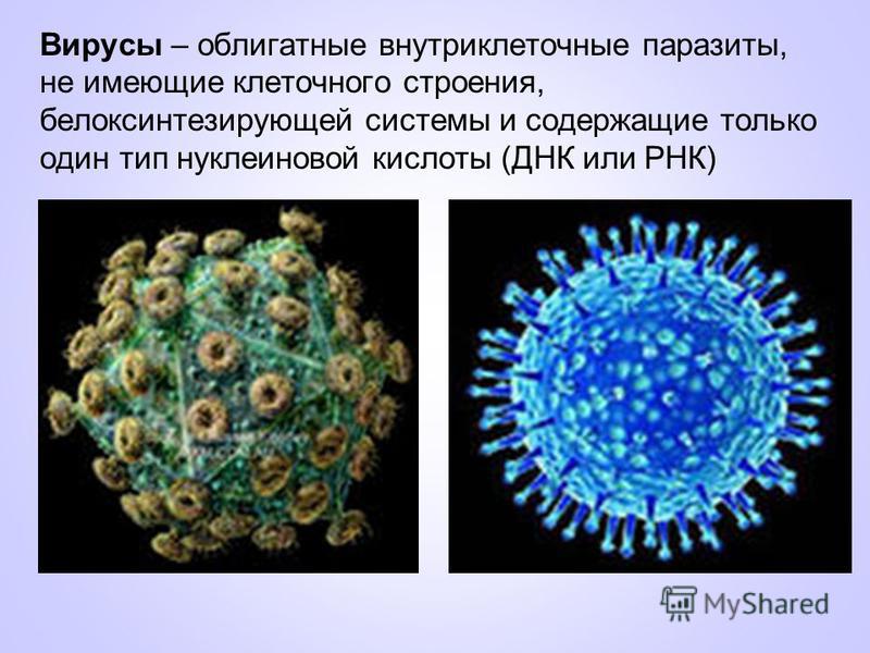 Вирусы – облигатные внутриклеточные паразиты, не имеющие клеточного строения, белоксинтезирующей системы и содержащие только один тип нуклеиновой кислоты (ДНК или РНК)