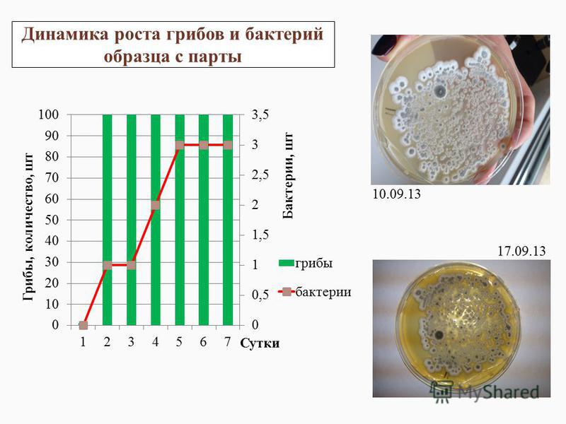 Динамика роста грибов и бактерий образца с парты 10.09.13 17.09.13 Сутки