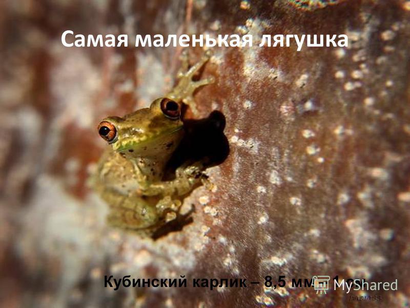 Самая маленькая лягушка Кубинский карлик – 8,5 мм – 1 см