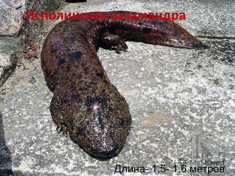 Исполинская саламандра Длина- 1,5- 1,6 метров