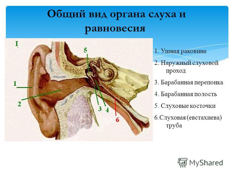 Общий вид органа слуха и равновесия 1. Ушная раковина 2. Наружный слуховой проход 3. Барабанная перепонка 4. Барабанная полость 5. Слуховые косточки 6. Слуховая (евстахиева) труба