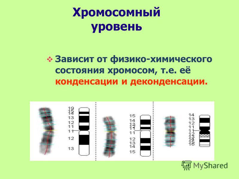 Хромосомный уровень Зависит от физико-химического состояния хромосом, т.е. её конденсации и деконденсации.