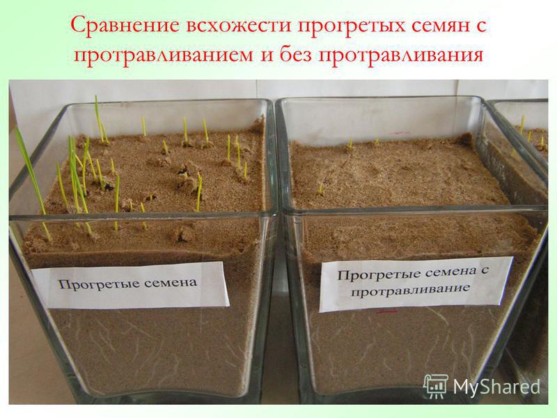 Сравнение всхожести прогретых семян с протравливанием и без протравливания