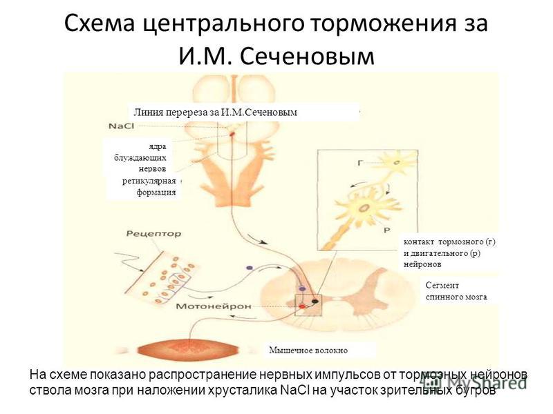 Схема центрального торможения за И.М. Сеченовым На схеме показано распространение нервных импульсов от тормозных нейронов ствола мозга при наложении хрусталика NaCl на участок зрительных бугров Линия перереза за И.М.Сеченовым ядра блуждающих нервов р