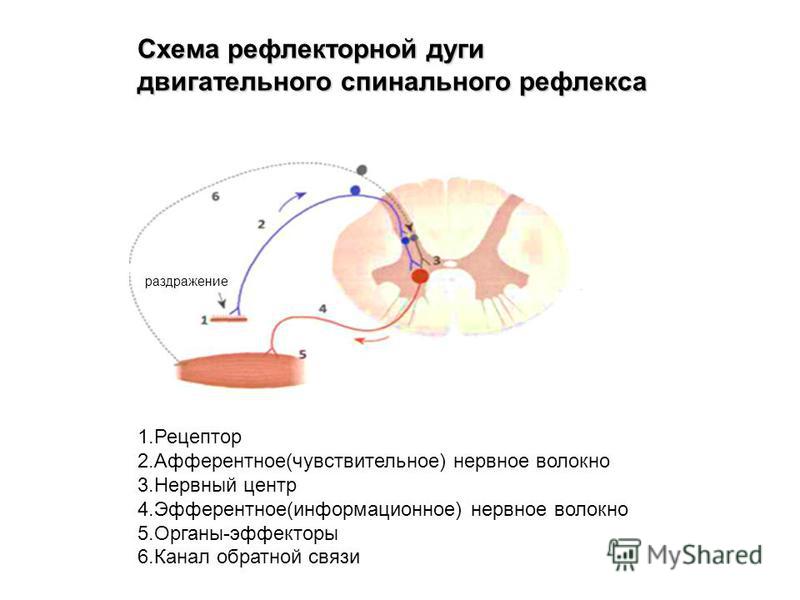 Схема рефлекторной дуги двигательного спинального рефлекса 1. Рецептор 2.Афферентное(чувствительное) нервное волокно 3. Нервный центр 4.Эфферентное(информационное) нервное волокно 5.Органы-эффекторы 6. Канал обратной связи раздражение