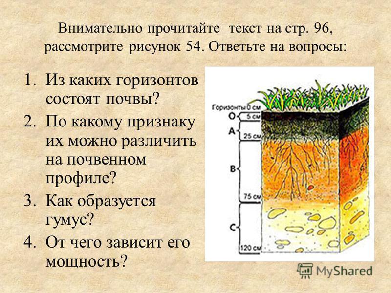 Внимательно прочитайте текст на стр. 96, рассмотрите рисунок 54. Ответьте на вопросы: 1. Из каких горизонтов состоят почвы? 2. По какому признаку их можно различить на почвенном профиле? 3. Как образуется гумус? 4. От чего зависит его мощность?