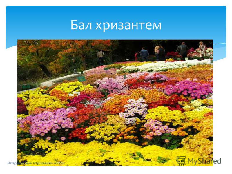 Бал хризантем Материал с сайта http://chertkov.ucoz.ru/