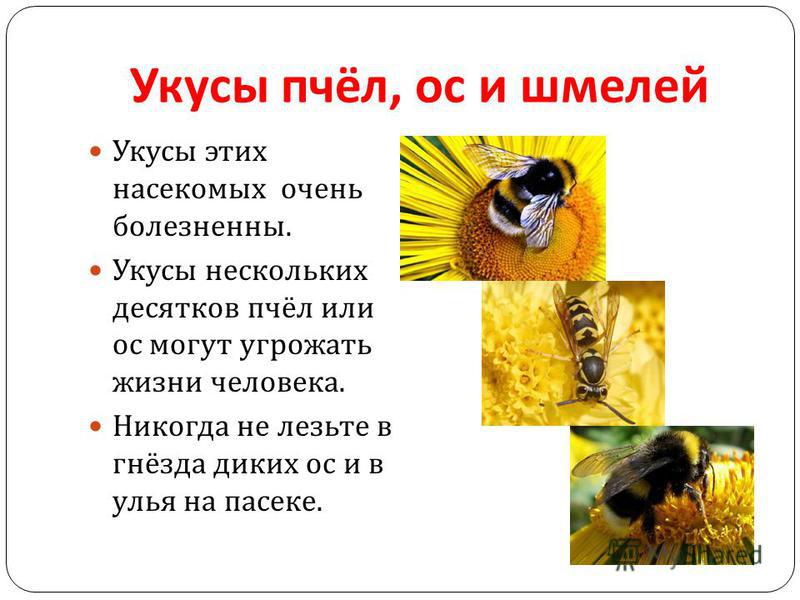 Укусы пчёл, ос и шмелей Укусы этих насекомых очень болезненны. Укусы нескольких десятков пчёл или ос могут угрожать жизни человека. Никогда не лезьте в гнёзда диких ос и в улья на пасеке.
