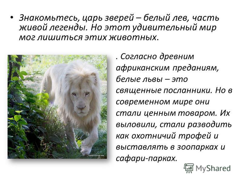 Реферат На Тему Львы Моря Реферат На Тему Львы Моря