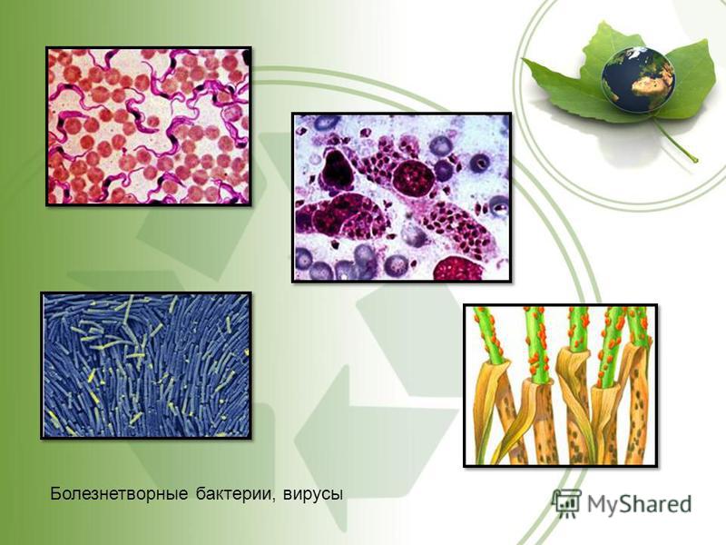 Заговор чтобы не болели ноги и суставы