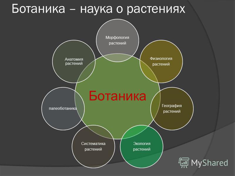 чем убить паразитов в организме человека чем убить паразитов в организме человека