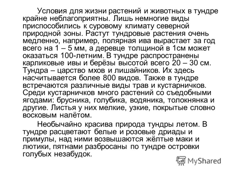 Презентация По Теме Тундра Презентация По Теме Тундра