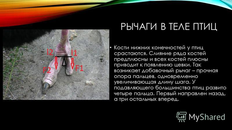 Теле нижних конечностей Теле нижних конечностей