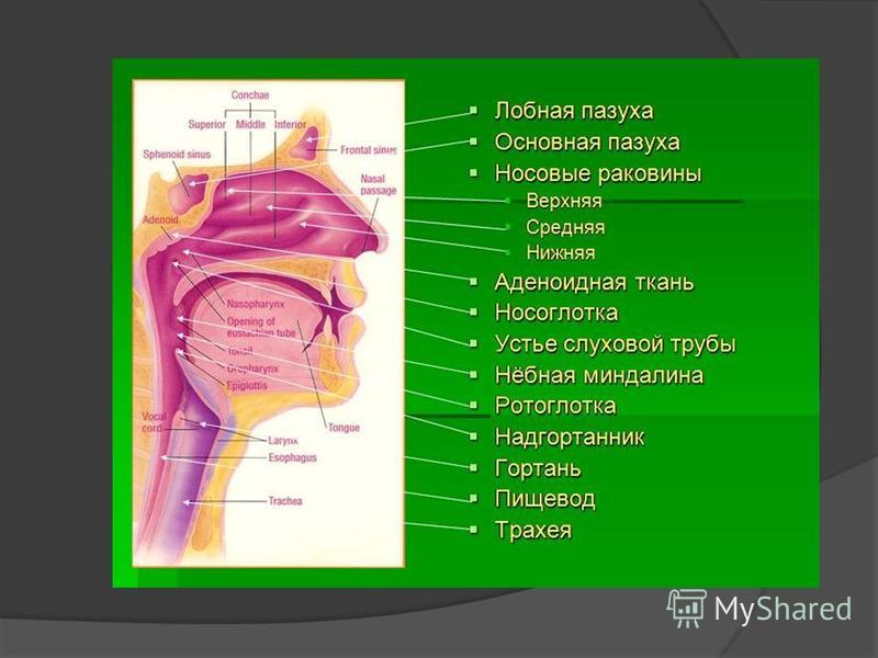 Схема лор органов человека
