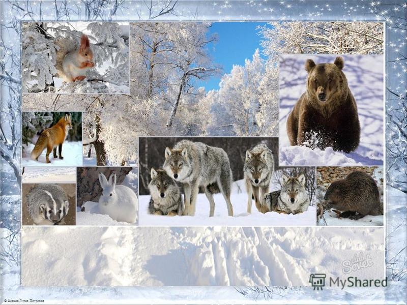 Дикие животные зимой картинки для детей