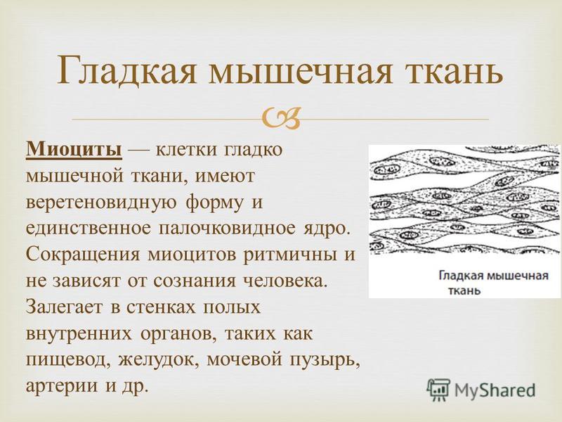 Проект на тему ткани человека Презентация на тему ткани человека