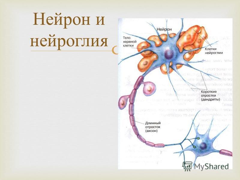 Нервная ткань расположение строение строение нейрона