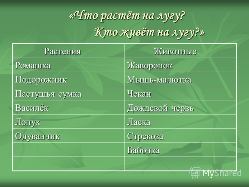 Презентация ромашка Презентация ромашка