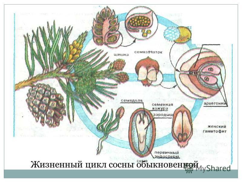 Жизненный цикл сосны схема фото 524