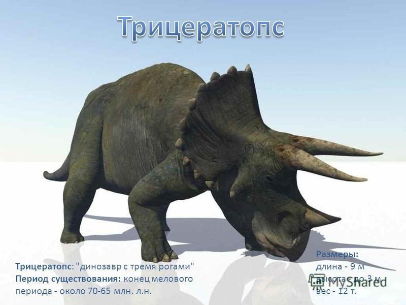 Трицератопс: динозавр с тремя рогами Период существования: конец мелового периода - около 70-65 млн. л.н. Размеры: длина - 9 м высота - до 3 м вес - 12 т.