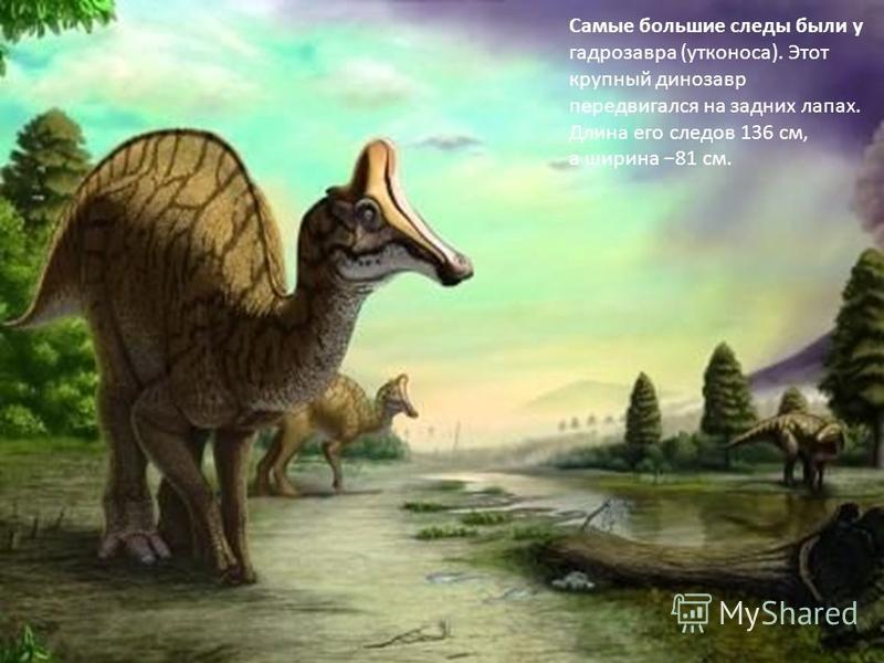 Самые большие следы были у гадрозавра (утконоса). Этот крупный динозавр передвигался на задних лапах. Длина его следов 136 см, а ширина 81 см.