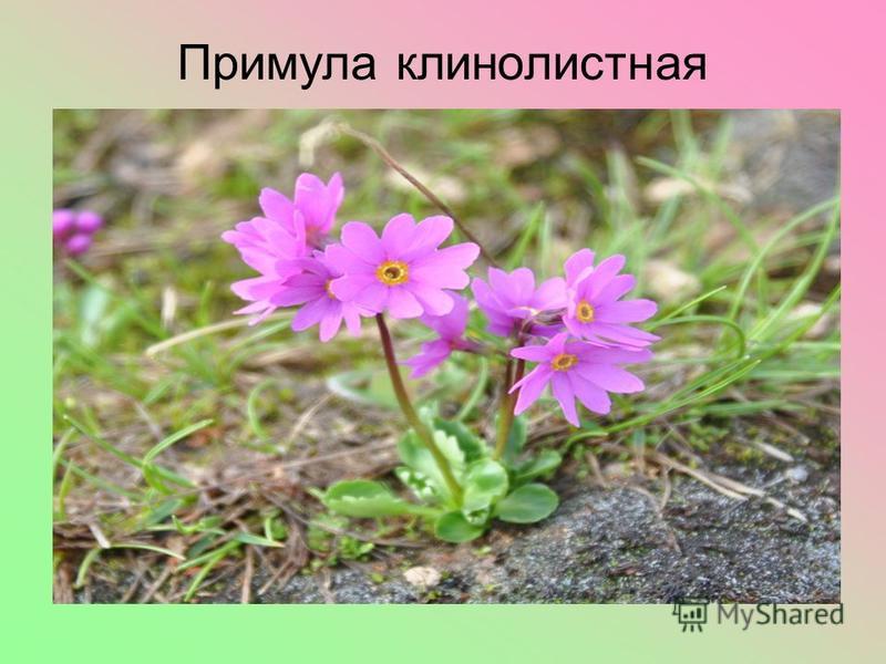 Хохлатка Магаданская