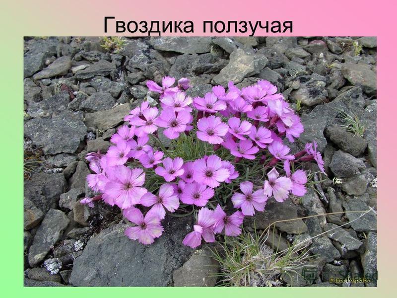 Хохлатка Магаданская