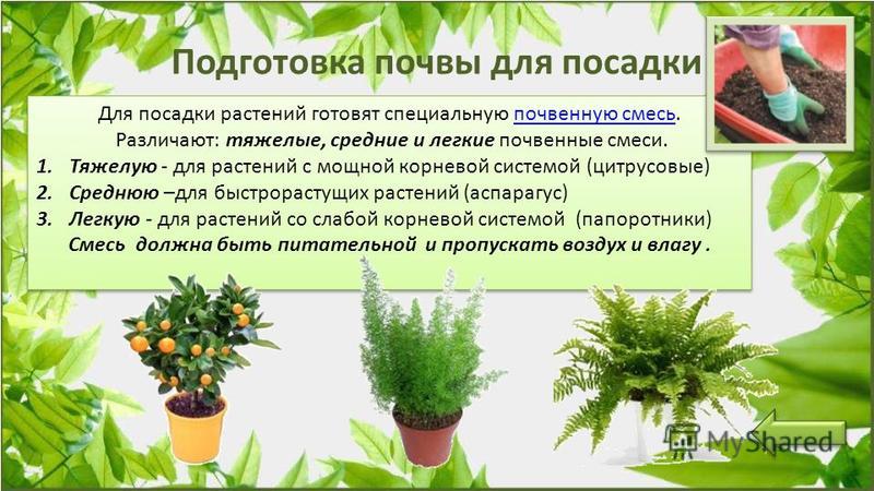 Почвенные смеси для комнатных растений презентация