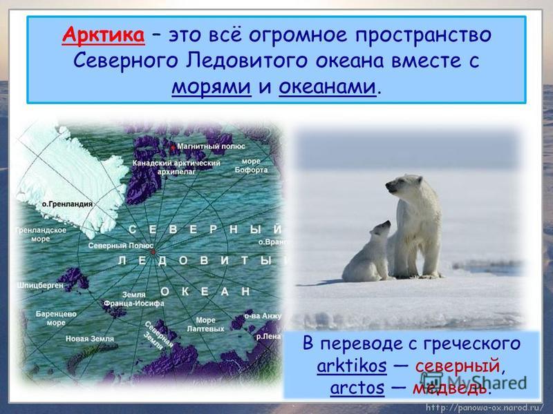 Арктика – это всё огромное пространство Северного Ледовитого океана вместе с морями и океанами. В переводе с греческого arktikos северный, аrctos медведь.