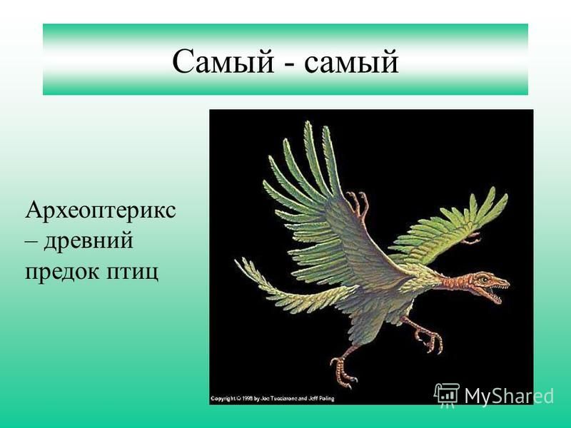 Самый - самый Археоптерикс – древний предок птиц