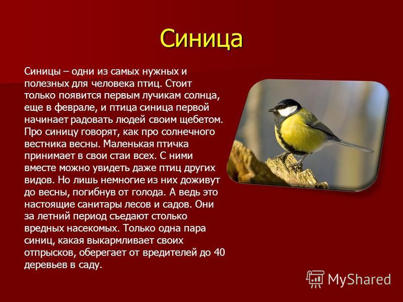 Презентация Зимующие птицы