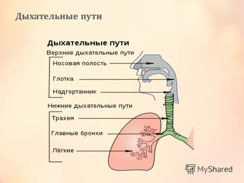 Верхние дыхательные пути и нижние дыхательные пути схема