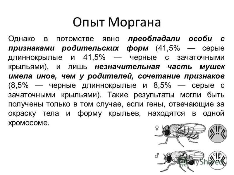 Опыты моргана презентация