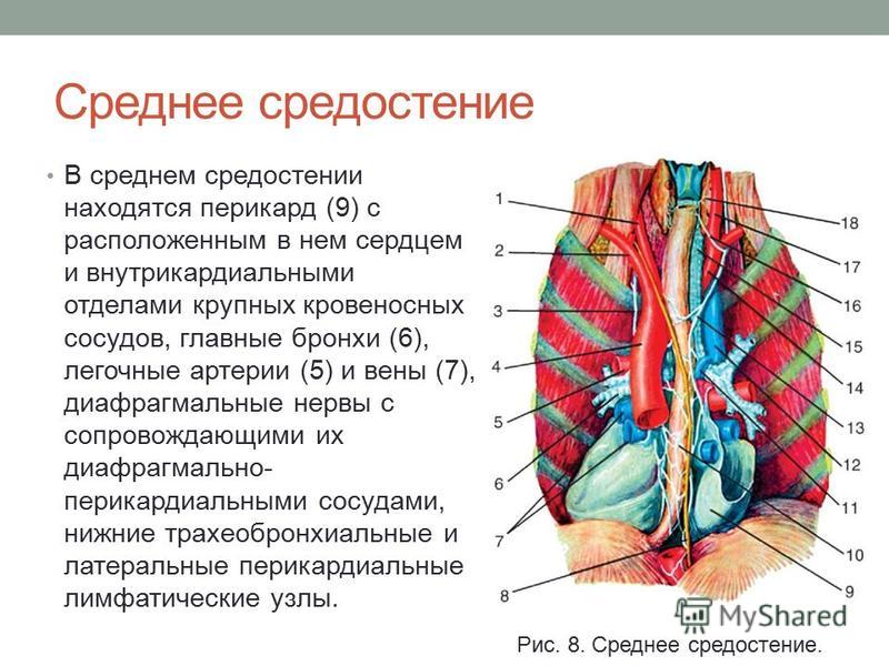 Вены Заднего Средостения