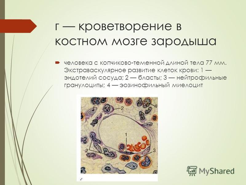 Значение и расположение красного костного мозга
