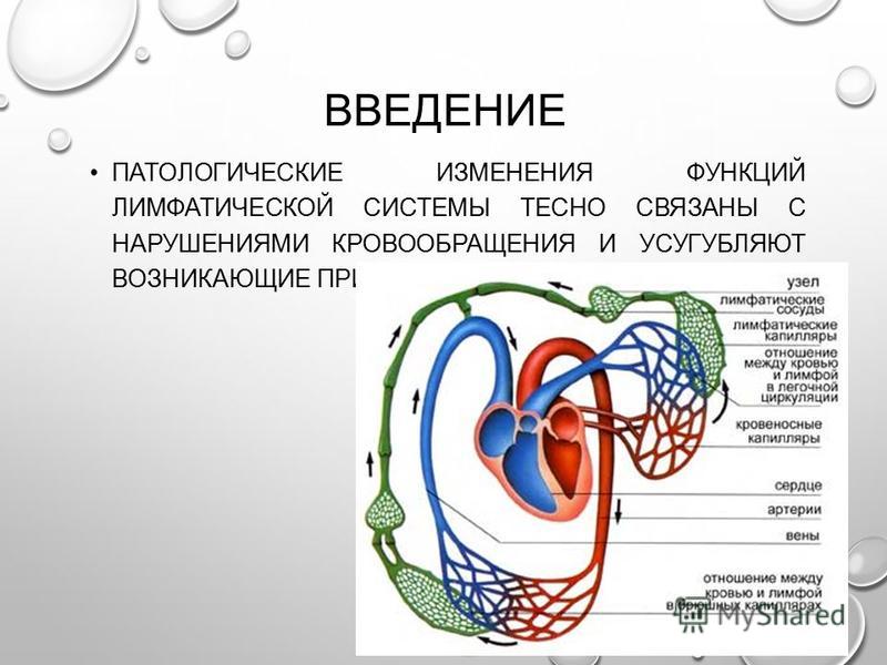 Реферат по теме Литература - Патофизиология (ПАТОФИЗИОЛОГИЯ ЛИМФАТИЧЕСКОЙ СИСТЕМЫ) Реферат по теме Литература - Патофизиология (ПАТОФИЗИОЛОГИЯ ЛИМФАТИЧЕСКОЙ СИСТЕМЫ)