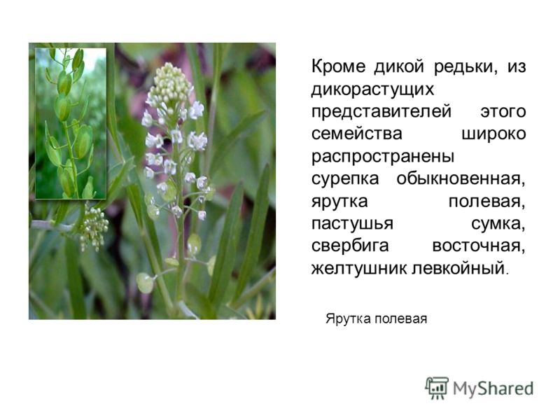 Семена семейства крестоцветных Семена семейства крестоцветных