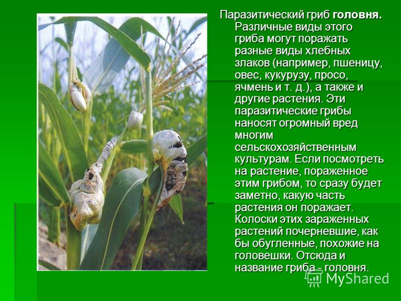 доклад на тему культурные растения розы