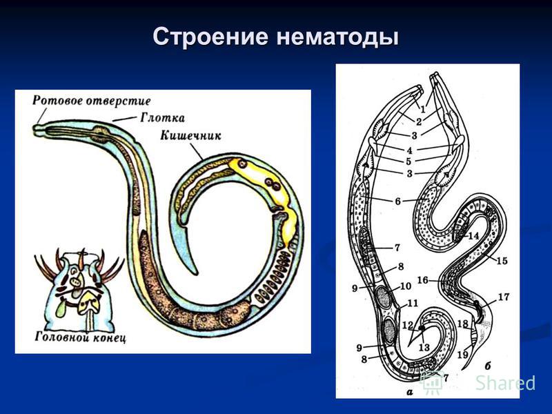 нематоды паразиты человека таблица нематоды паразиты человека таблица