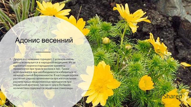 Хризантема адонис