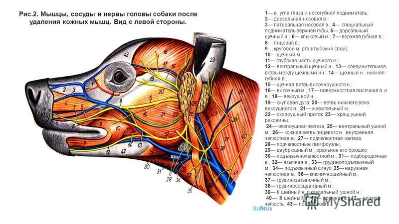 Поясничная мышца у собаки