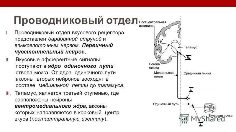 Проводящий путь вкусового анализатора схема