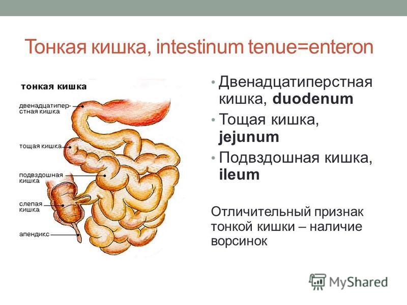 ТОНКИЙ КИШЕЧНИК. СХЕМАТИЧНОЕ ИЗОБРАЖЕНИЕ - ПИЩЕВАРИТЕЛЬНАЯ СИСТЕМА - БОЛЬШОЙ АТЛ