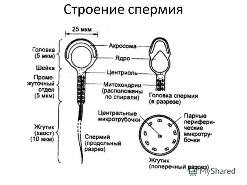 Схема строения спермия