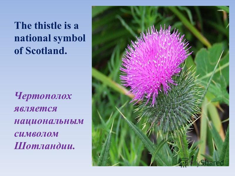 Чертополох Thistle шотландский
