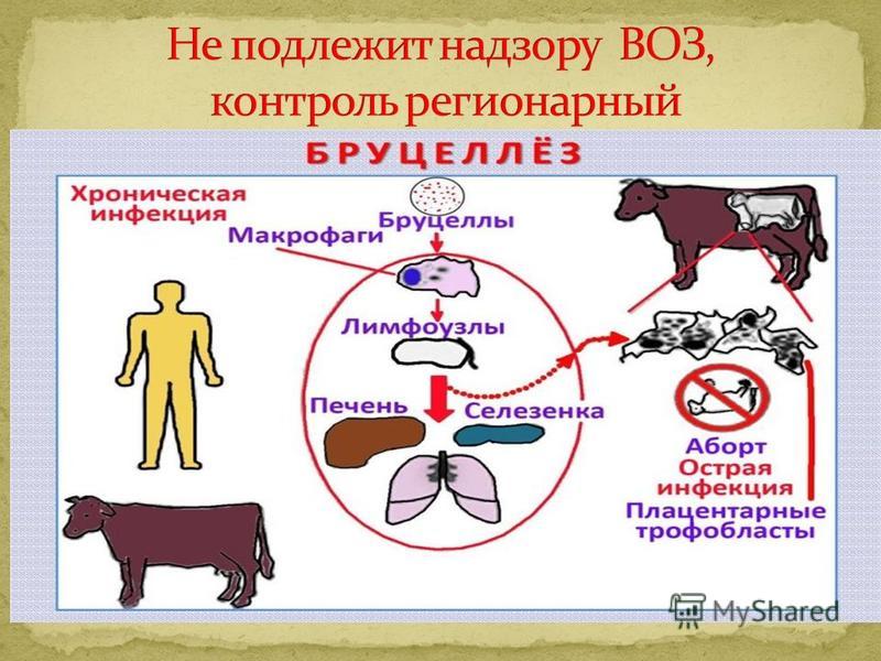 Хронический бруцеллез презентация