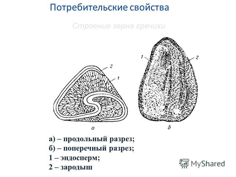 Что находится внутри зерна Схема строения семени зерновых бобовых культур