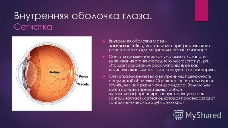ОБОЛОЧКИ ГЛАЗА АНАТОМИЯ - фотографии
