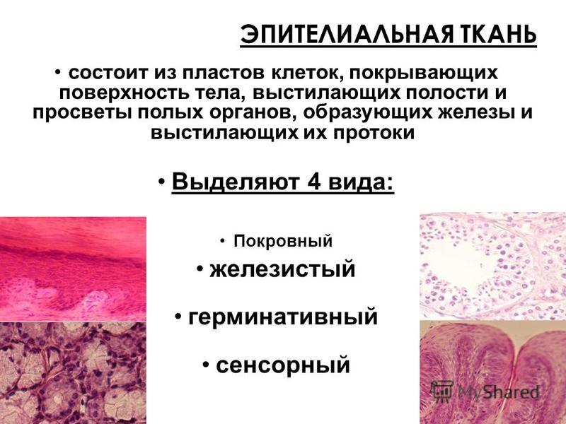 Биология 8 класс. Ткани.