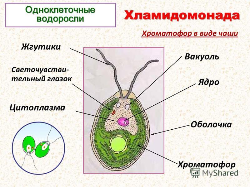 Строение одноклеточных водорослей - задание. Биология, 6 класс.